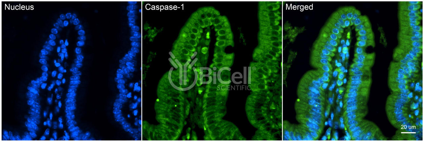 Caspase-1 (CASP1) Antibody - Western Blot Validated