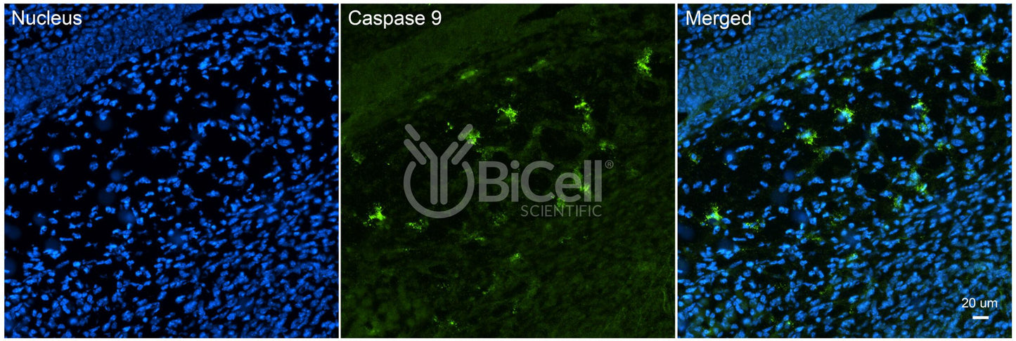 Caspase-9 (CASP9) Antibody - FFPE Validated