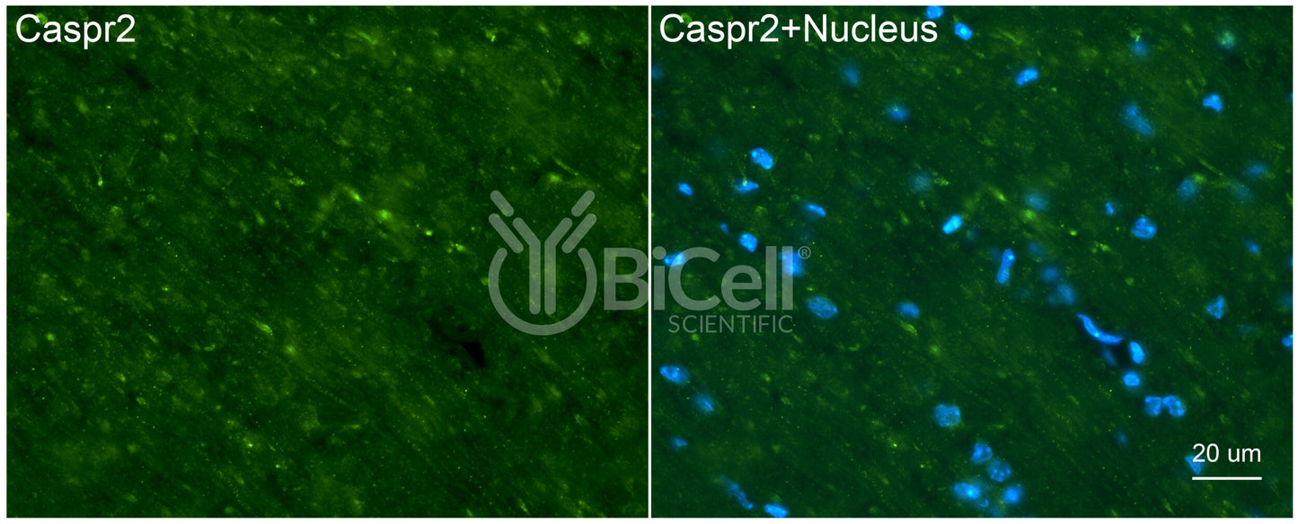 CASPR2 (CNTNAP2) Antibody