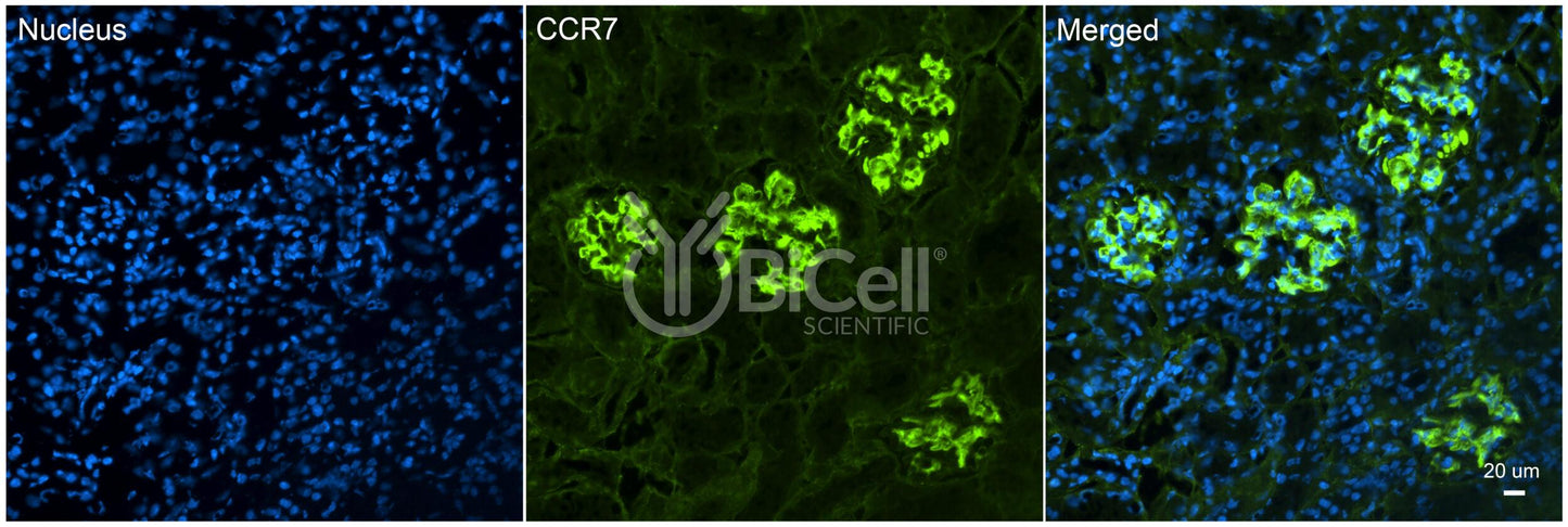 CCR7 (CD197) Antibody - Western Blot Validated