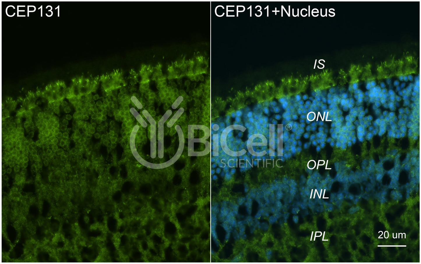 CEP131 Antibody - FFPE Validated