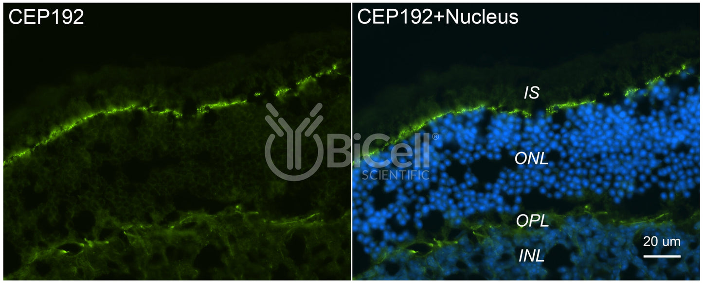 CEP192 Antibody - Western Blot Validated