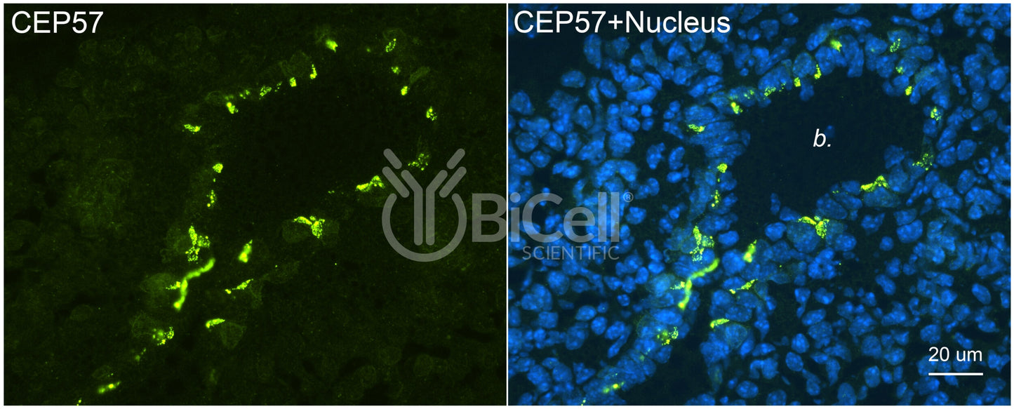 CEP57 Antibody