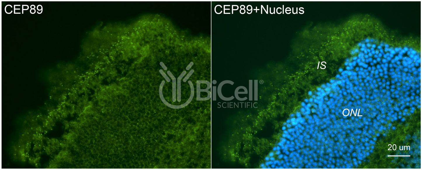 CEP89 (CCDC123) Antibody - Western Blot Validated