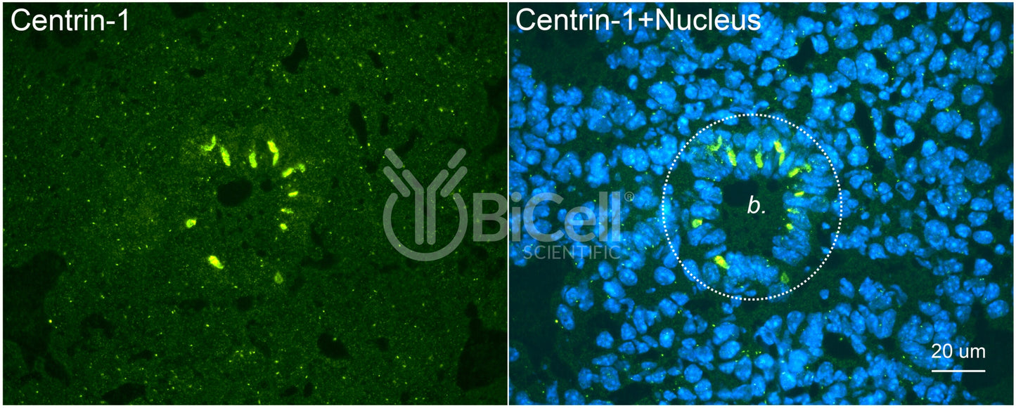 Centrin-1 Antibody