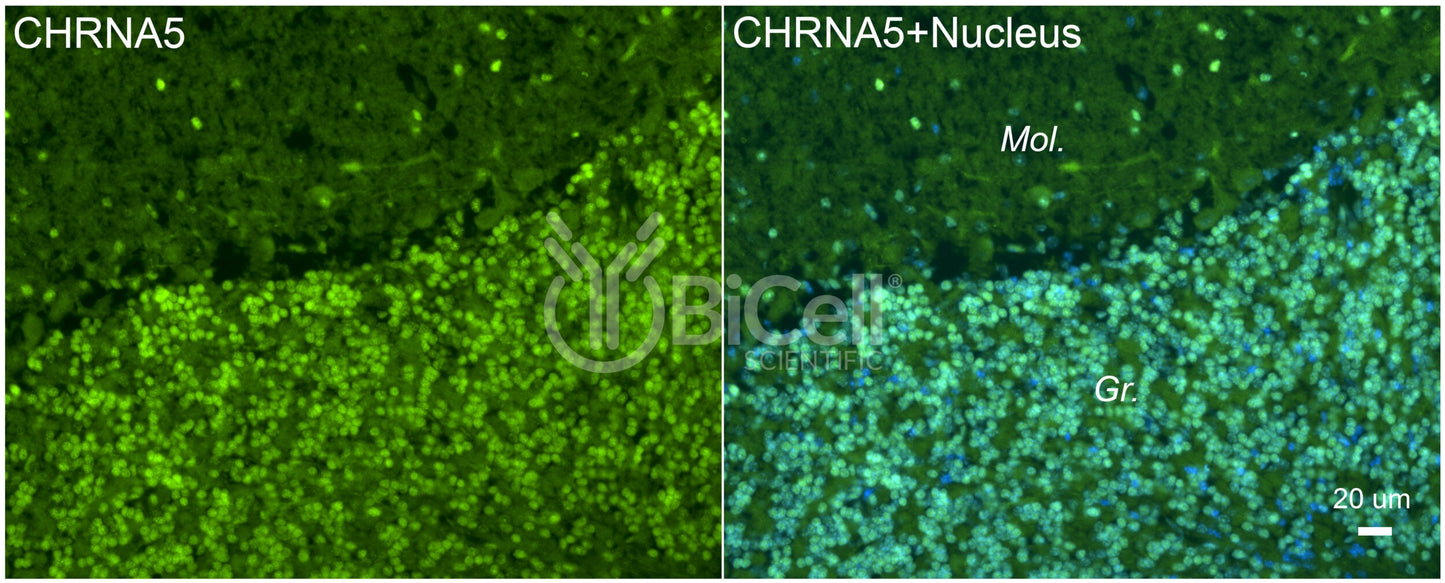 CHRNA5 Antibody