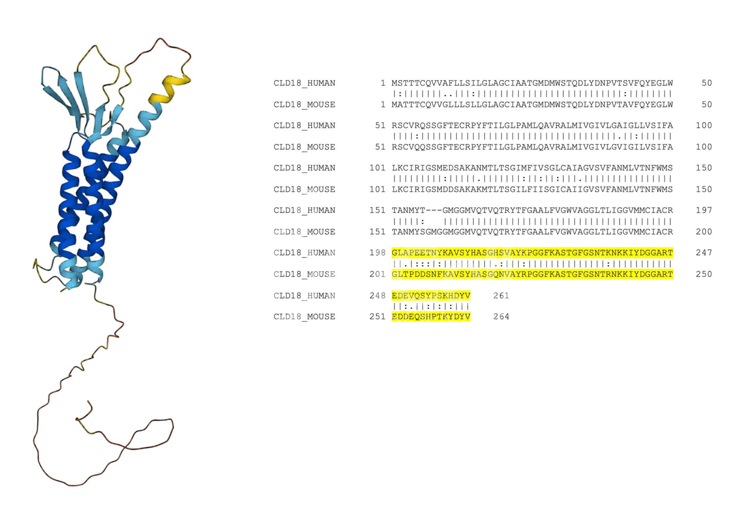 Claudin-18 (CLDN18) (Human) Antibody - FFPE Validated