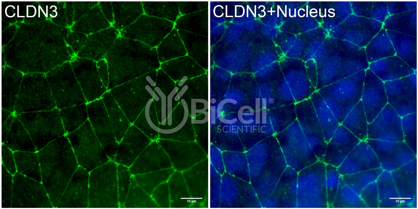 Claudin-3 (CLDN3) Antibody - Western Blot Validated