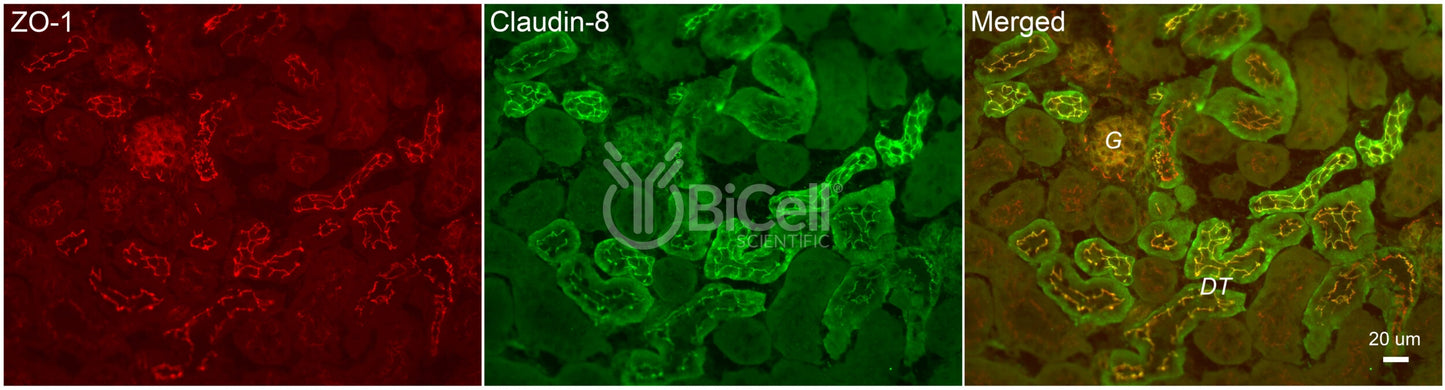 Claudin-8 (CLDN8) Antibody - FFPE Validated