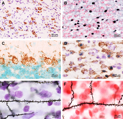 Counterstain Kit