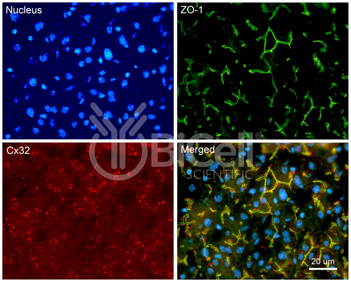 Connexin-32 (Cx32 or Gjb1) Antibody - FFPE Validated