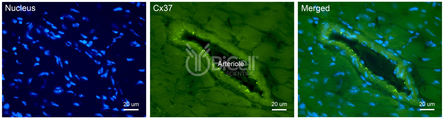 Connexin-37 (Cx37 or Gja4) Antibody - FFPE Validated