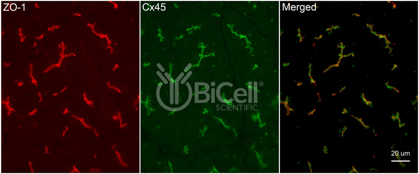 Connexin-45 (Cx45 or Gjc1) Antibody - FFPE Validated