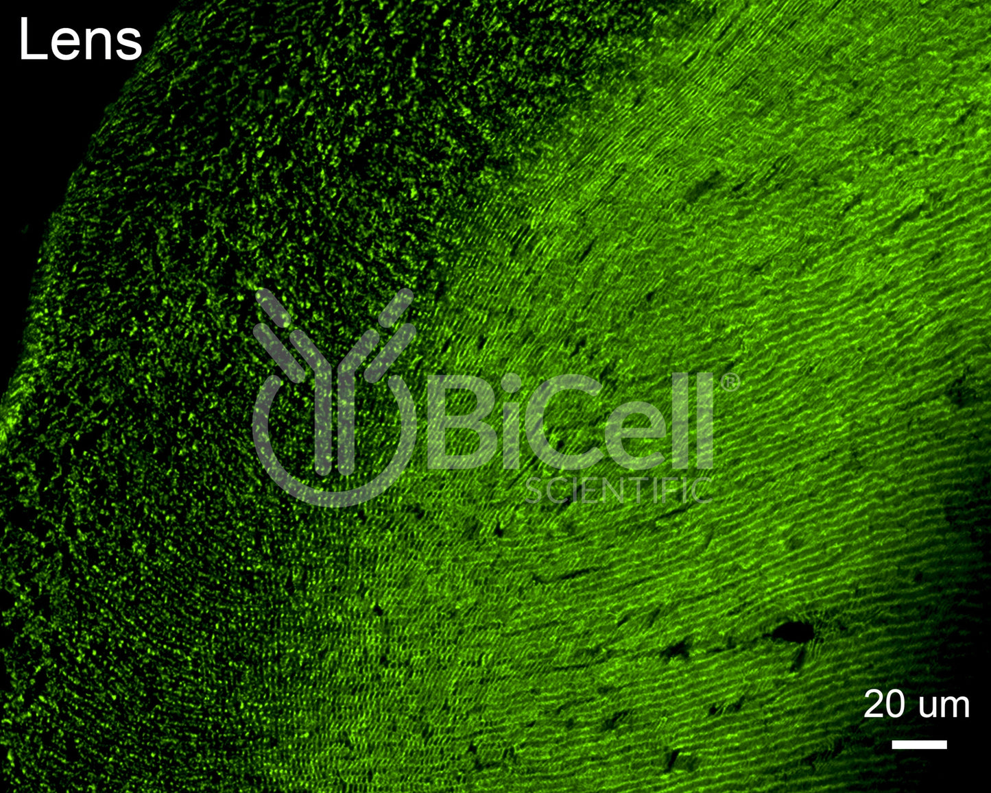 Connexin-50 (Cx50 or Gja8) Antibody - FFPE Validated