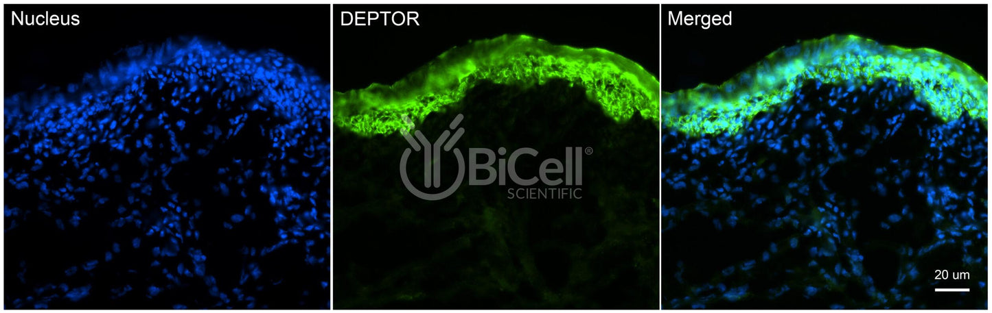 DEPTOR Antibody - FFPE Validated