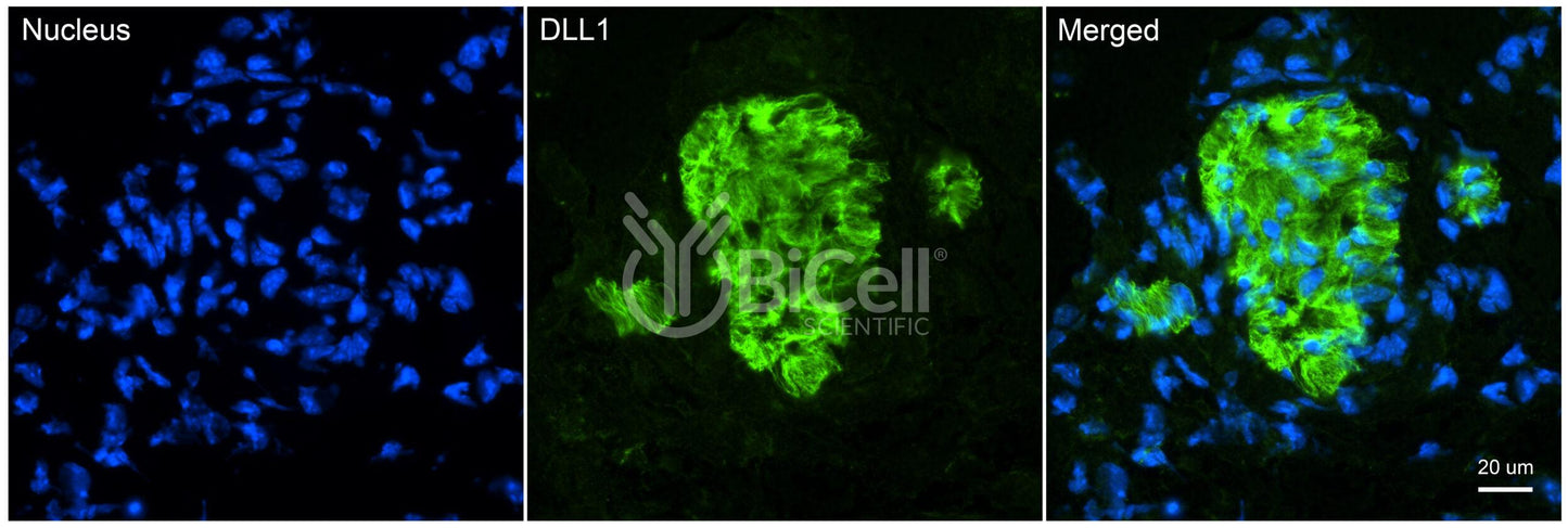 DLL1 (Delta1 or Delta) Antibody