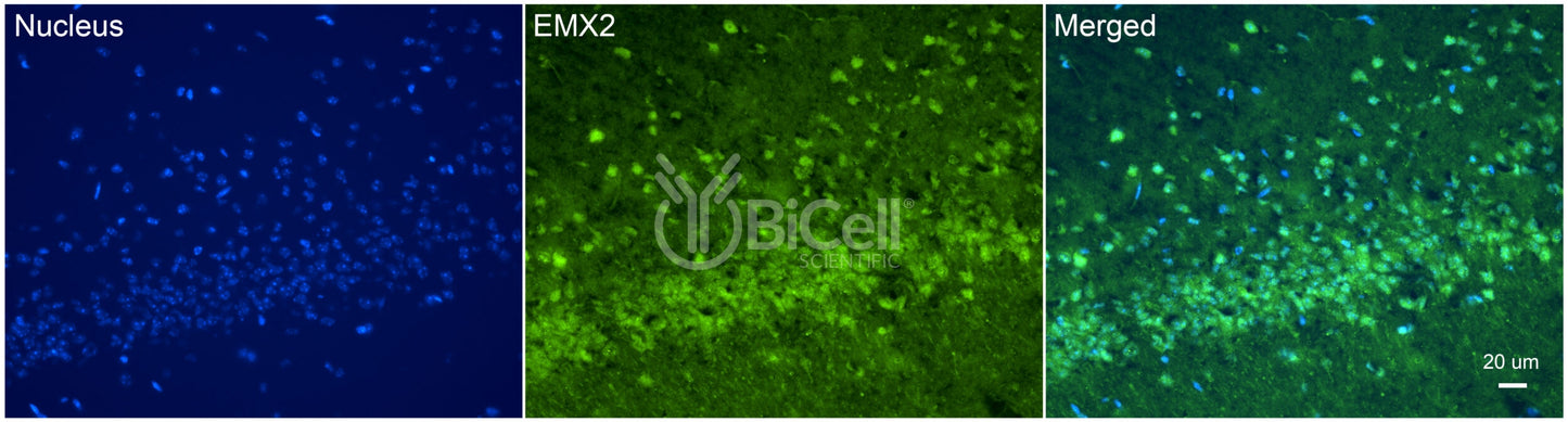 EMX2 Antibody - Western Blot Validated
