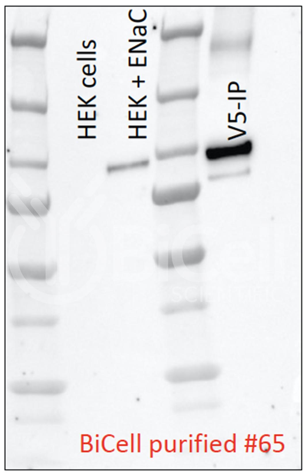ENaC alpha (Scnn1a) (N-Terminus) Antibody