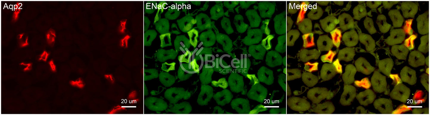 ENaC alpha (Scnn1a) Antibody