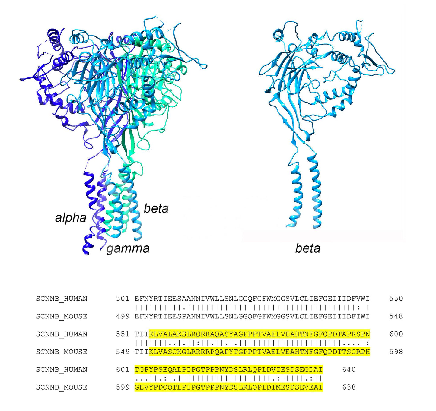 ENaC beta (Scnn1b) (Human) Antibody - FFPE Validated