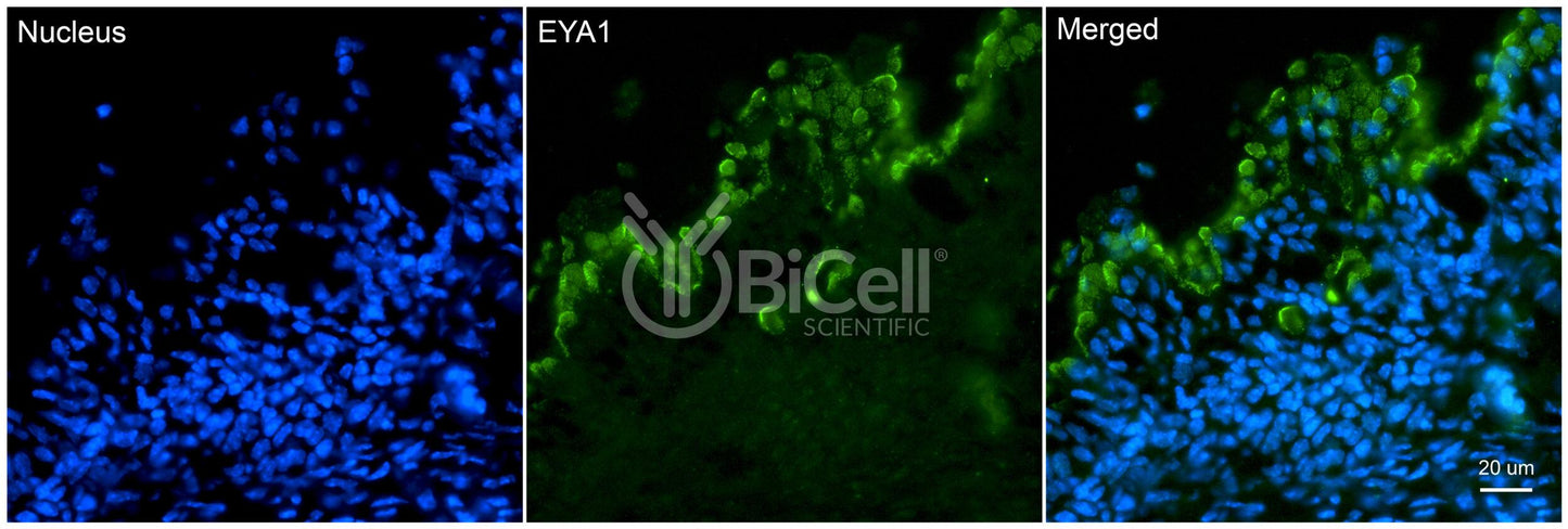 EYA1 Antibody - FFPE Validated