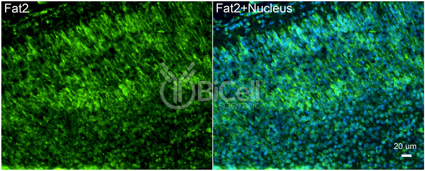FAT2 Antibody - FFPE Validated