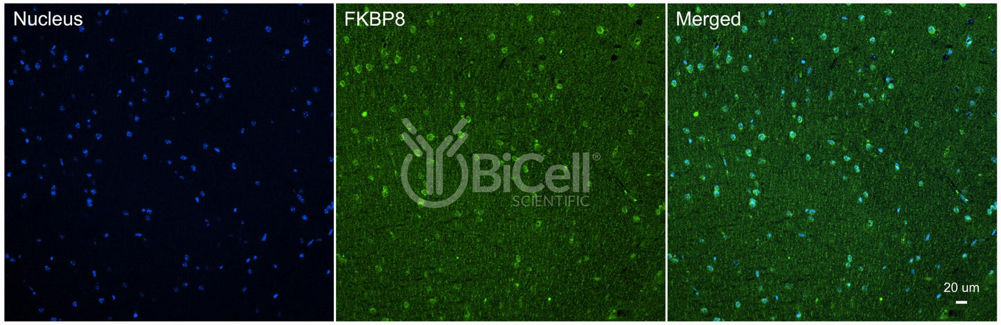FKBP8 Antibody