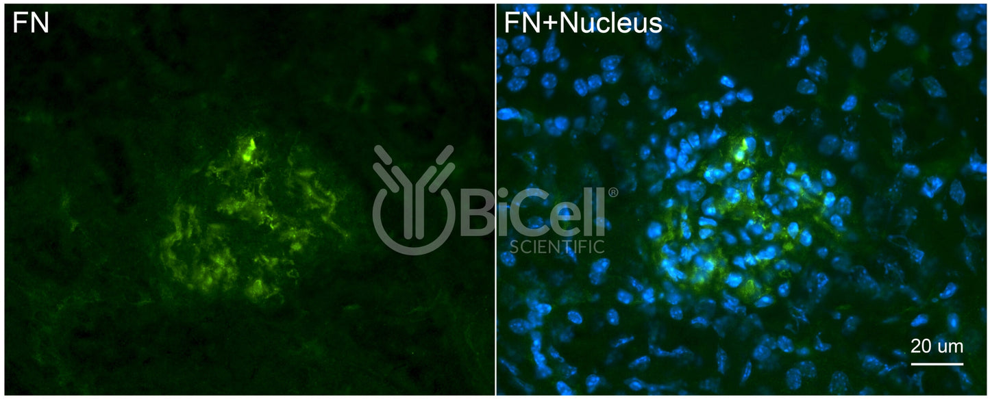 Fibronectin (FN1 or FN) Antibody - Western Blot Validated