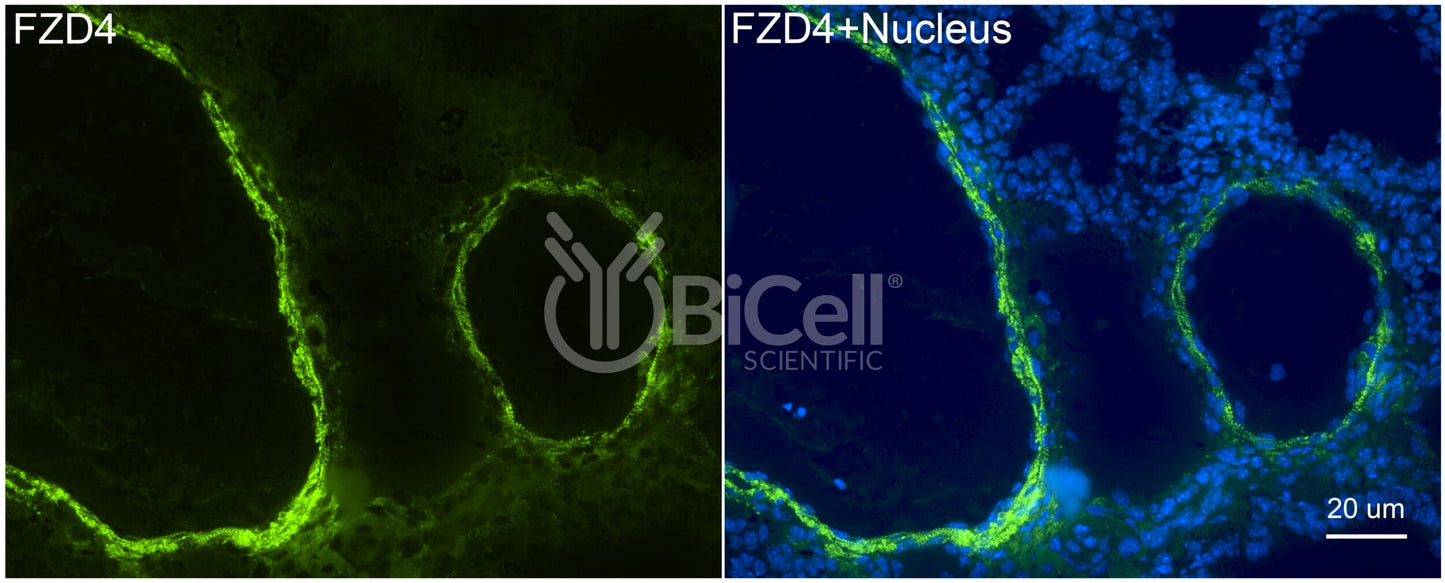 Frizzled-4 (FZD4) Antibody - Western Blot Validated