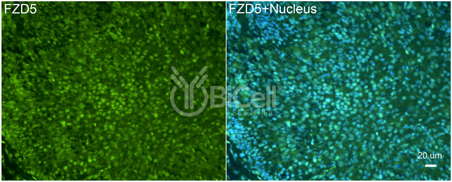 Frizzled-5 (FZD5) Antibody