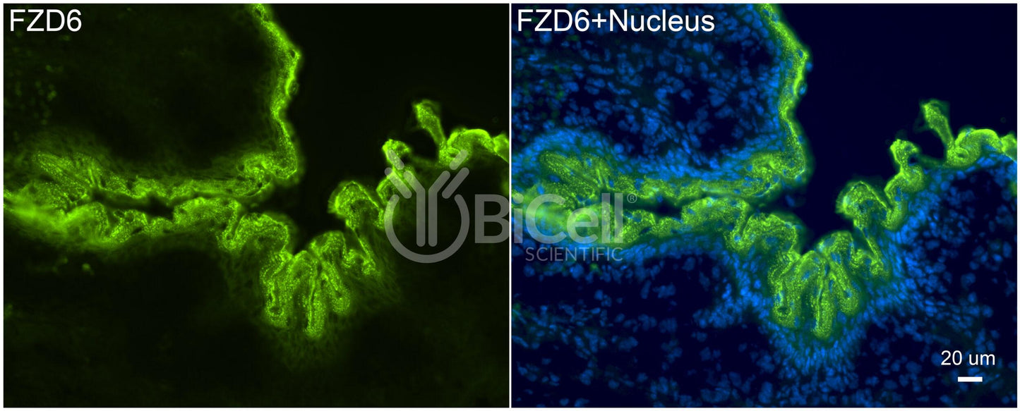 Frizzled-6 (FZD6) (rabbit) Antibody