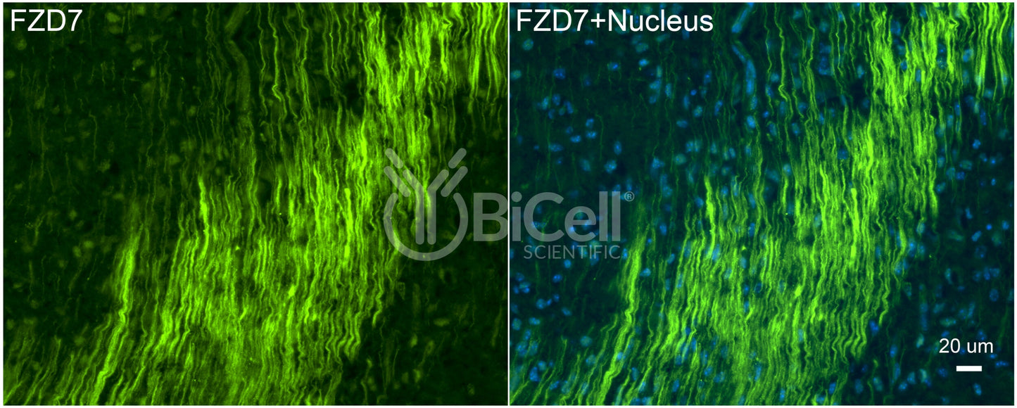 Frizzled-7 (FZD7) Antibody - Western Blot Validated