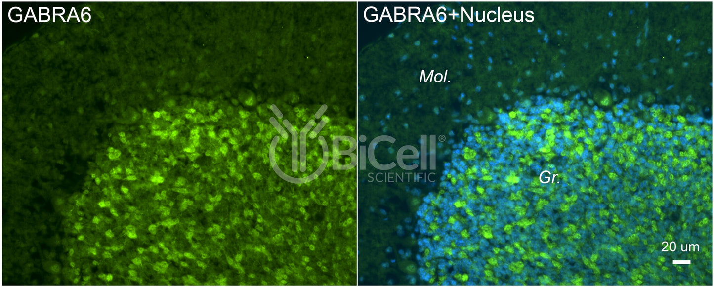 GABRA6 Antibody - FFPE Validated