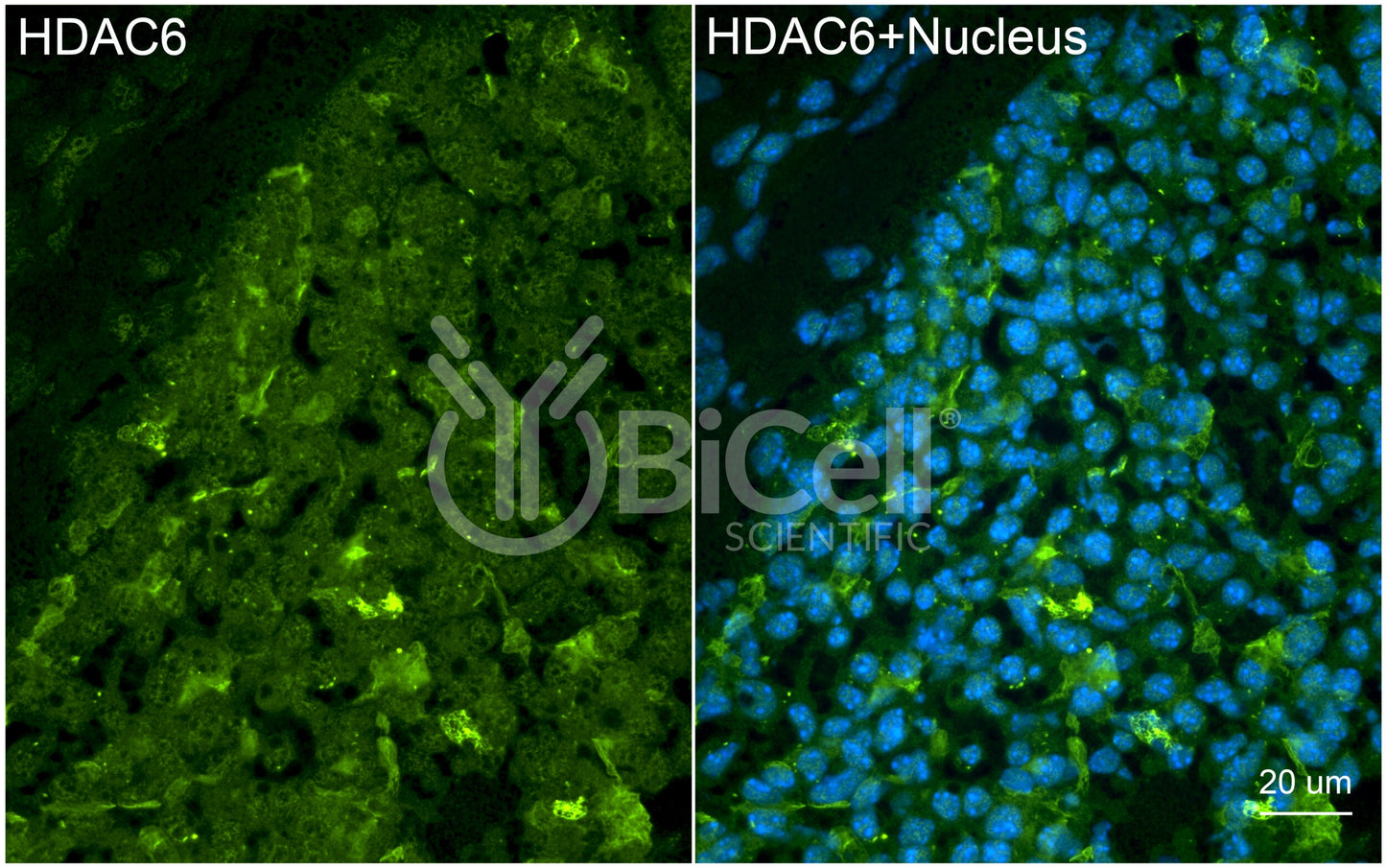 HDAC6 (C-Terminus) Antibody