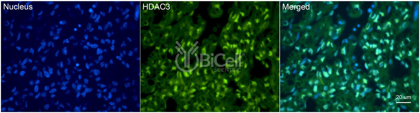 HDAC3 Antibody - FFPE Validated