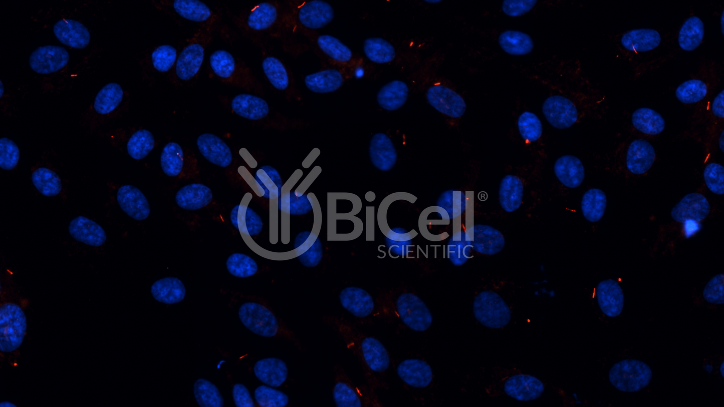 ARL13B (Human) (ARL2L1) HiRe (Rabbit) Antibody