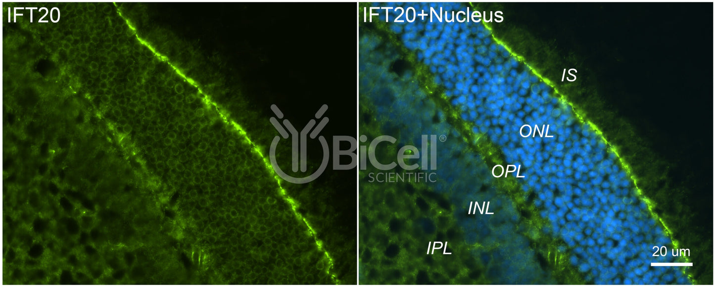 IFT20 Antibody - Western Blot Validated