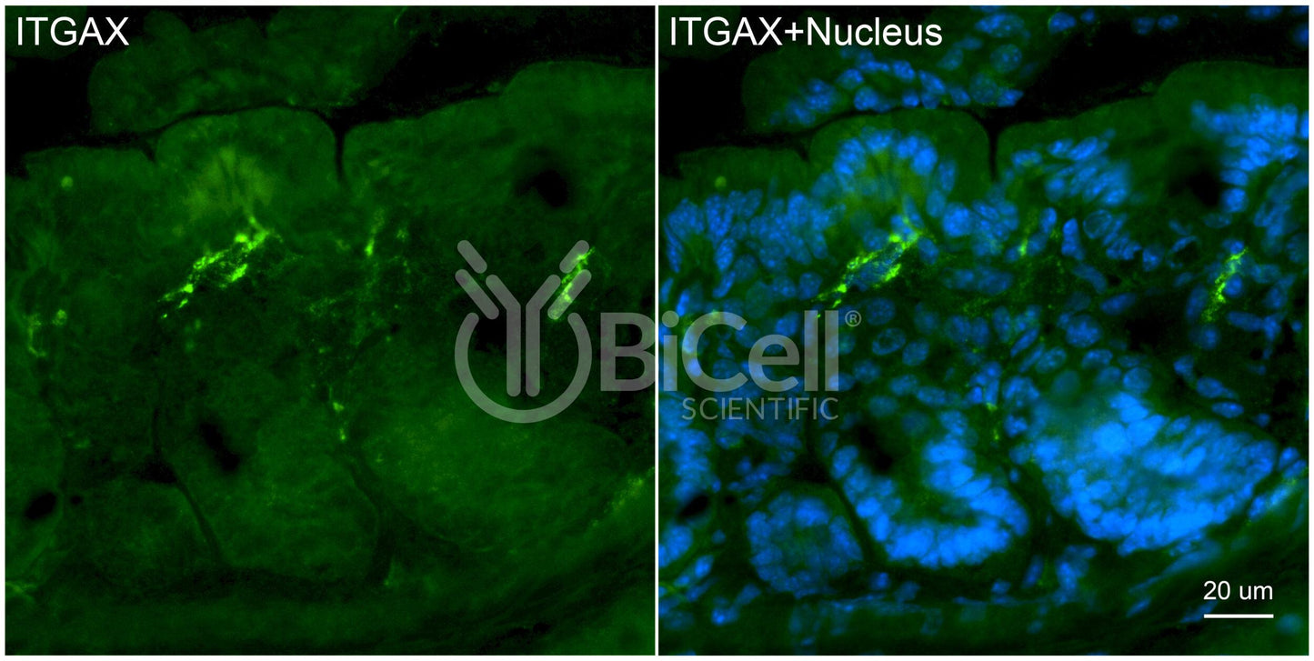 Integrin alpha-X (ITGAX or CD11c) Antibody