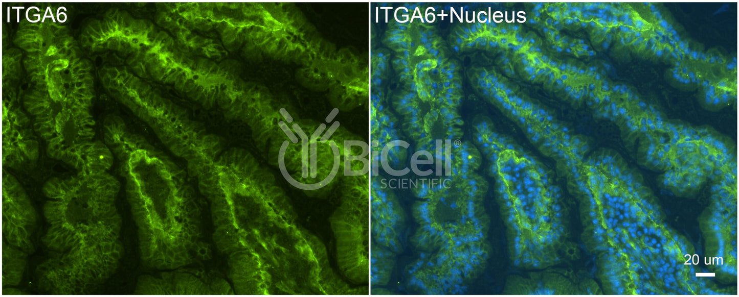 Integrin alpha-6 (ITGA6 or CD49f) Antibody - Western Blot Validated