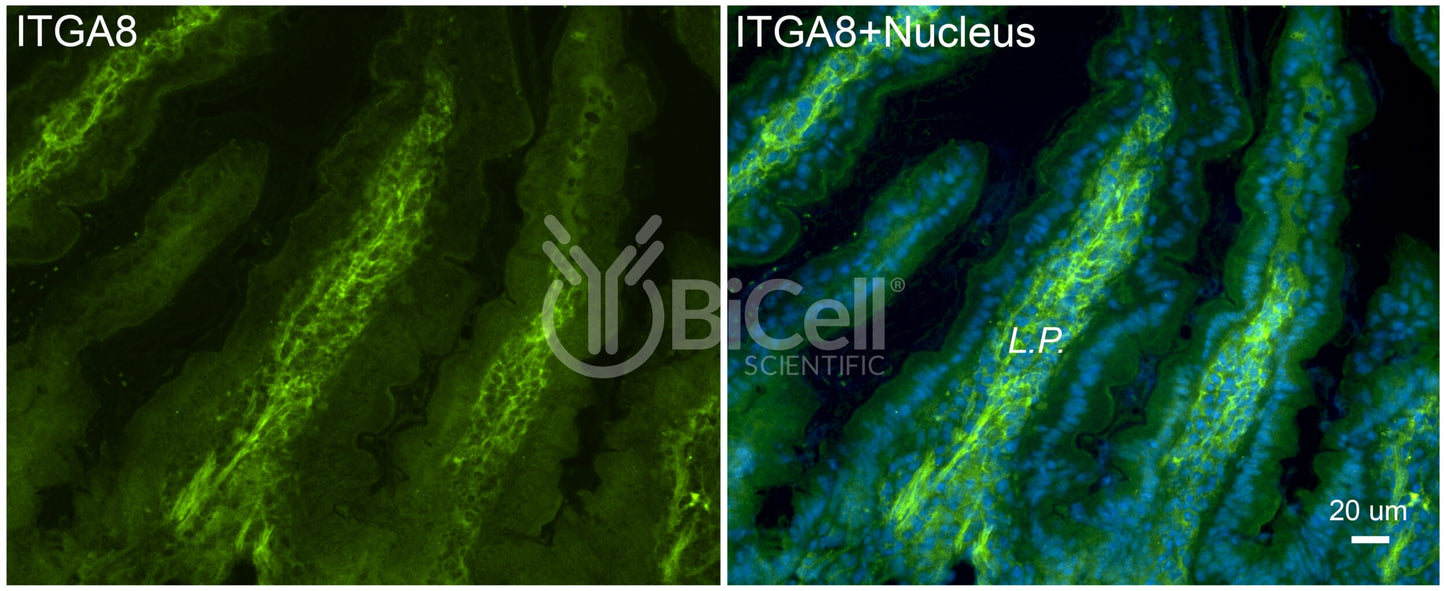 Integrin alpha-8 (ITGA8) Antibody - Western Blot Validated