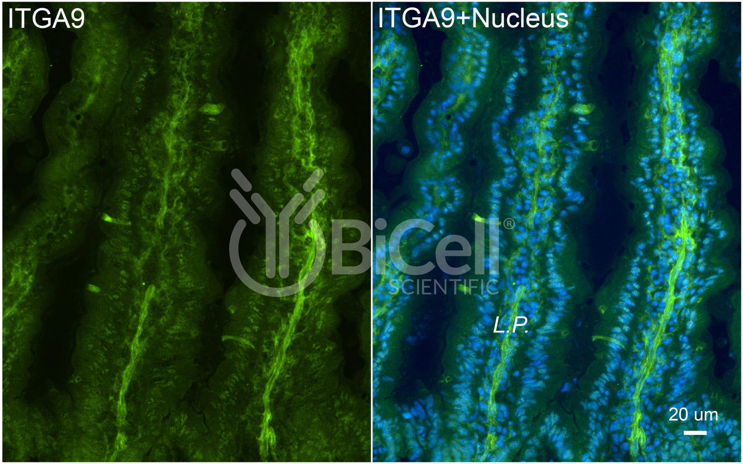 Integrin alpha-9 (ITGA9) Antibody