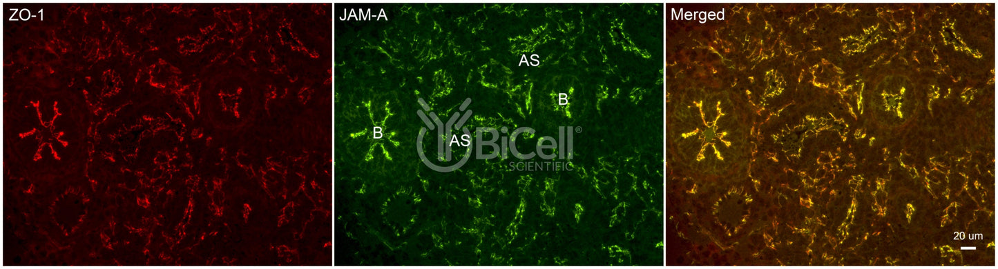JAM-A (F11R or CD321) Antibody - Western Blot Validated