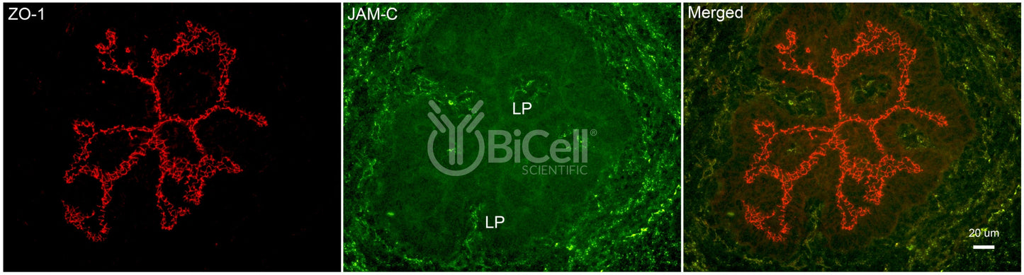 JAM-C (JAM3) Antibody - Western Blot Validated