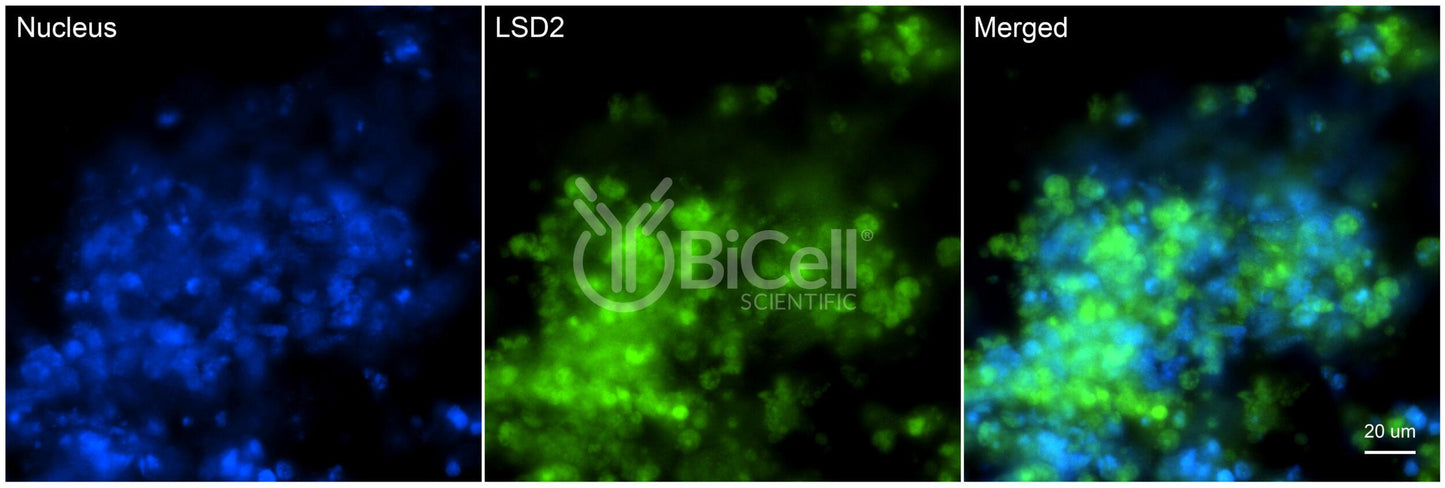 KDM1B (LSD2) Antibody