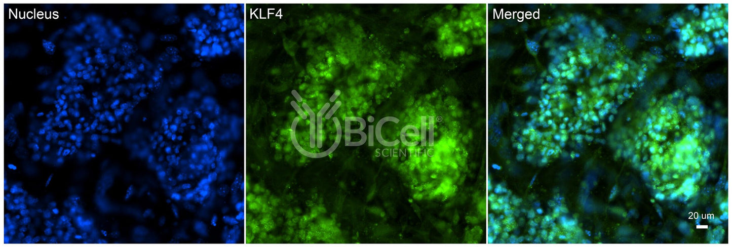 KLF4 Antibody - Western Blot Validated