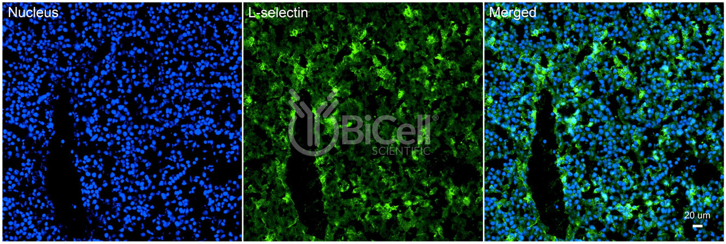 L-selectin (SELL or LECAM1 or CD62L) Antibody - Western Blot Validated