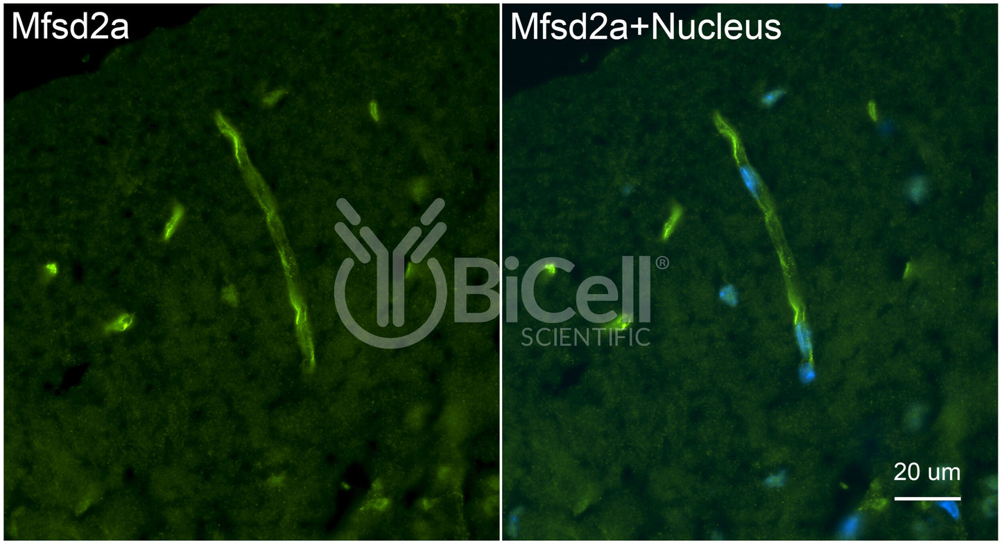 MFSD2A (NLS1) (N-Terminus) (Cytoplasmic) Antibody - Western Blot Validated