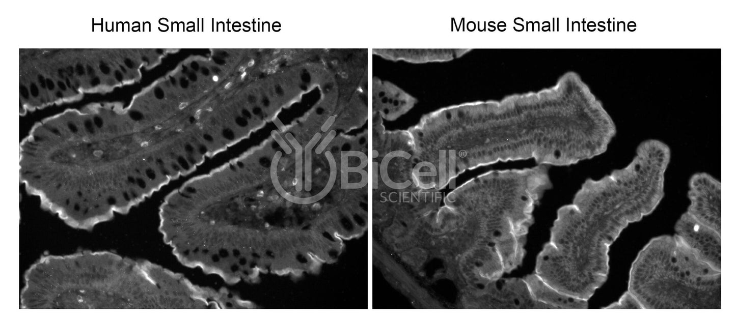 MYLK (MLCK or MLCK1) HiRe rat Antibody