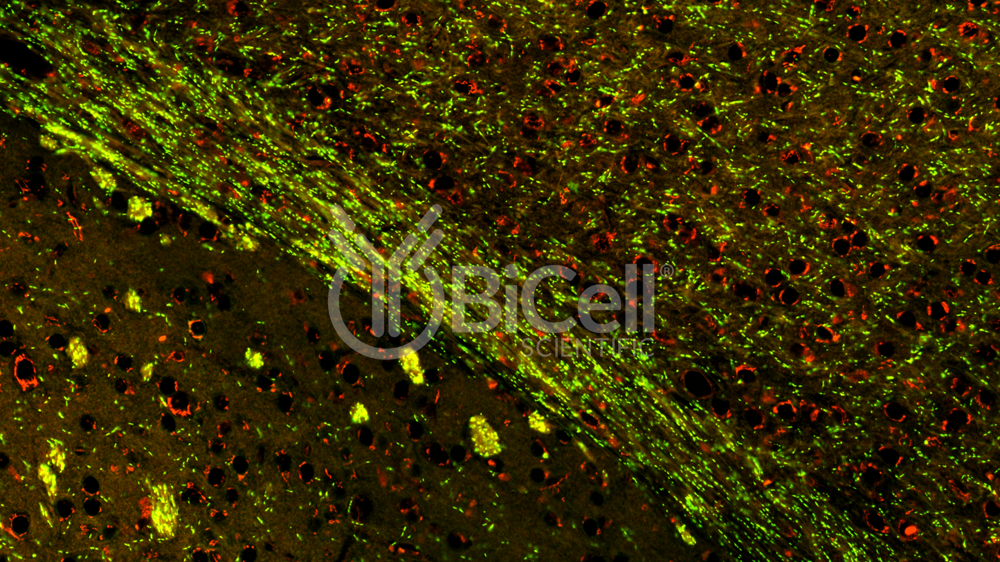 CASPR1 (CNTNAP1 or Paranodin) Antibody - FFPE Validated