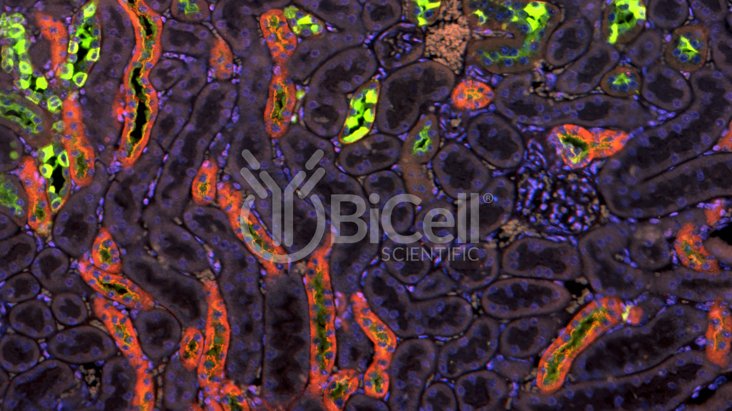 Claudin-19 (CLDN19) HiRe Antibody - Western Blot Validated